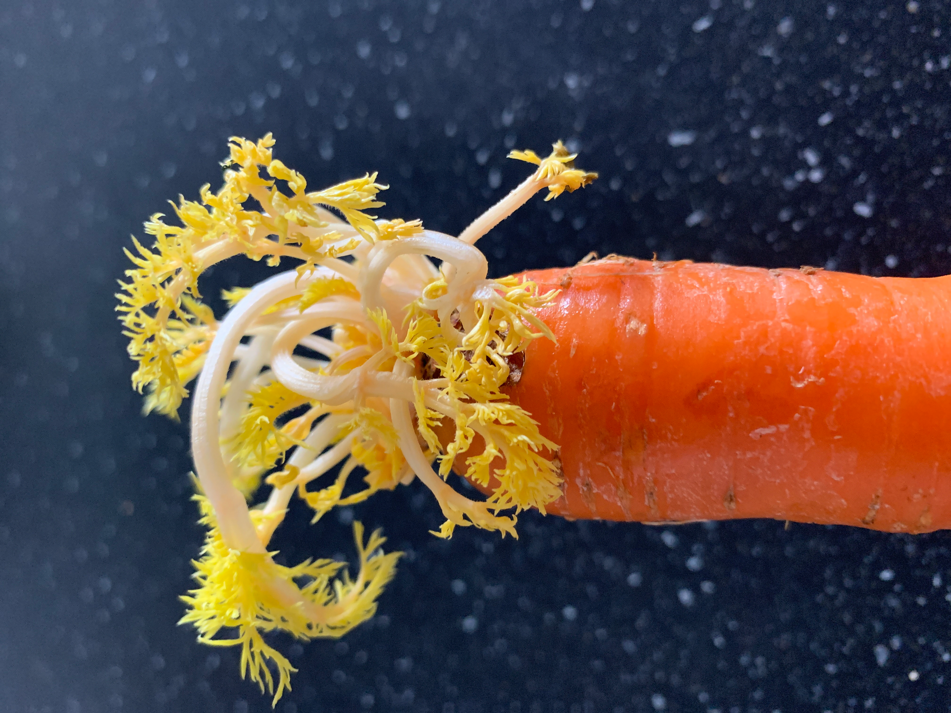 Japanese Kinpira Gobo with Carrot and Burdock Root — Side Dish served and photographed from above
